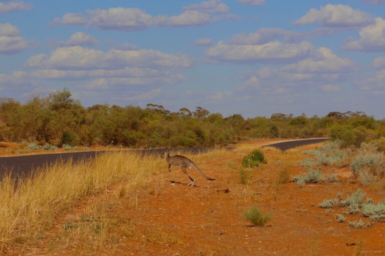 Lire la suite à propos de l’article Préparer son PVT en Australie