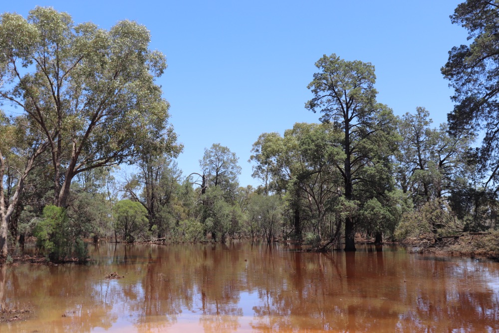 le bush sous l'eau