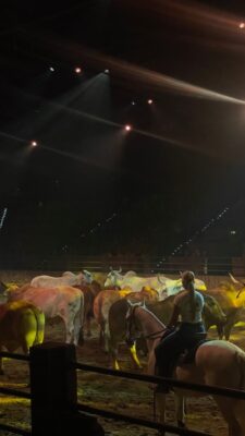 outback spectacular, chevaux