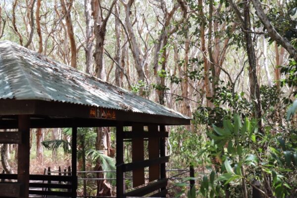 at the edge de la foret malaleuca