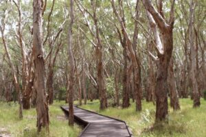 foret de malaleuca