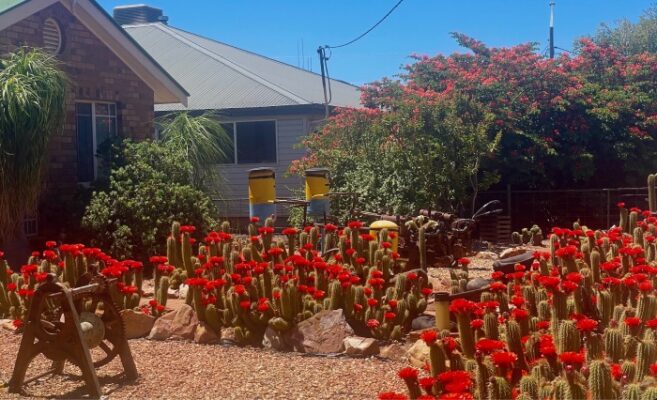 jardin-de-cactus-fleuris