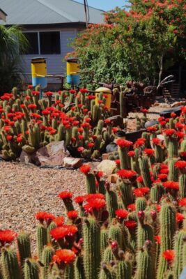 jardin-de-cactus-fleuris-format-portrait