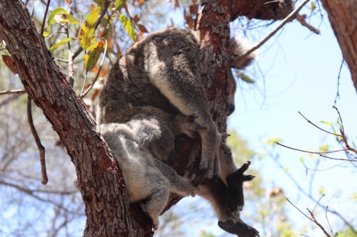 koala 1 et bébé