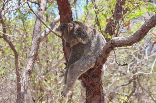 koala 1