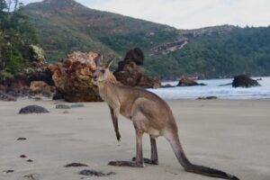 Un lever de soleil au cap Hillsborough