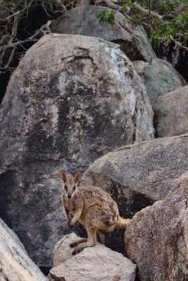 wallaby-1