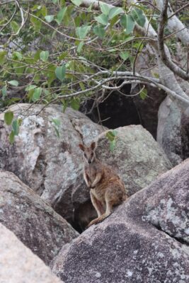 wallaby-2