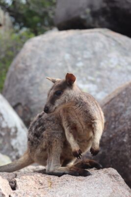 wallaby-3