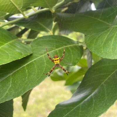 araignée jaune