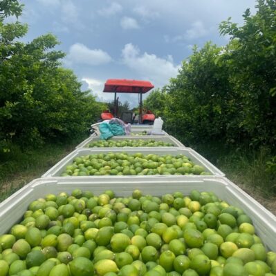 bins de citron