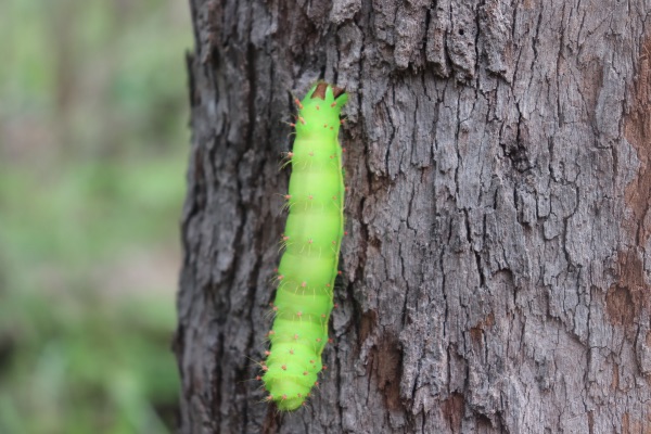 chenille big crystal creek