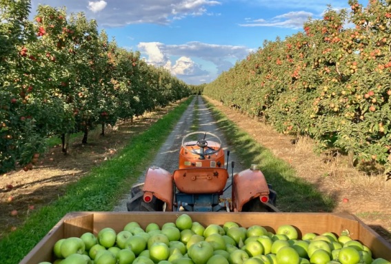 mango picking part 2