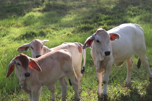 vache wallaman falls