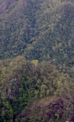 wallaman-falls-arbre-vert