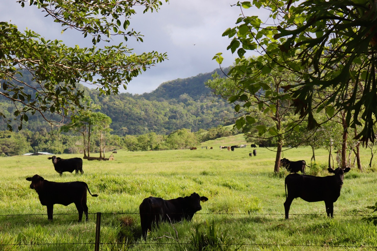 De-Creek-Edge-Park-a-Cow-Bay