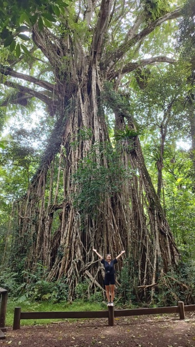 fig tree lucine