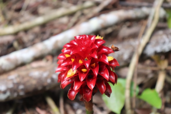 fleur rouge mamu skywalk