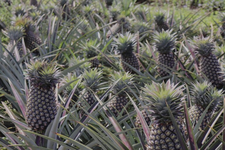 Lire la suite à propos de l’article Acide, juteux et sucré: voilà l’ananas parfait !