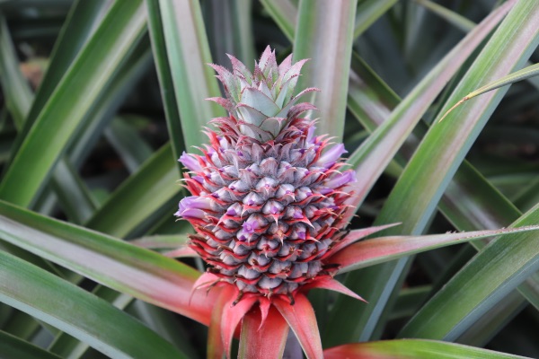 ananas