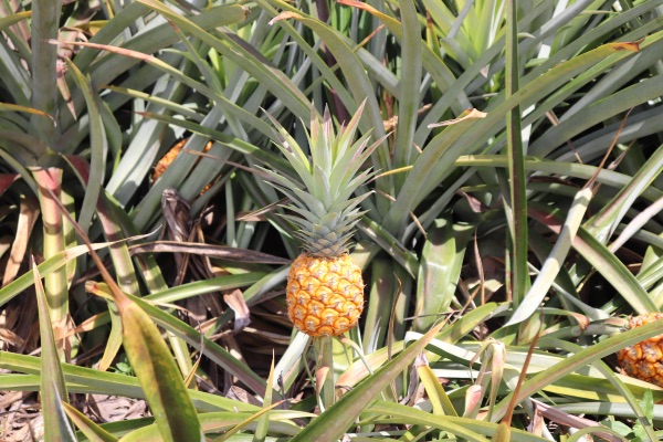 ananas