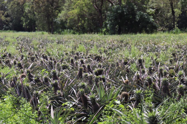 ananas