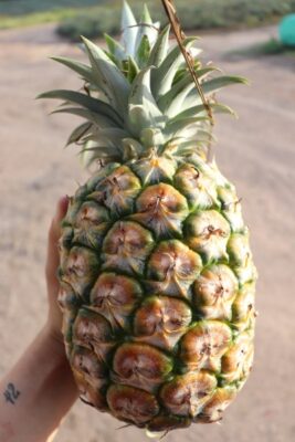 ananas