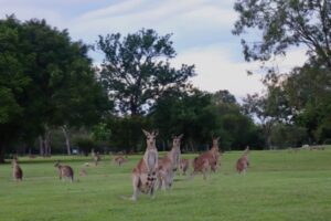 kangourou gold club Mareeba