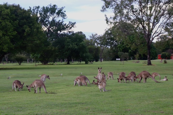 kangourou gold club Mareeba