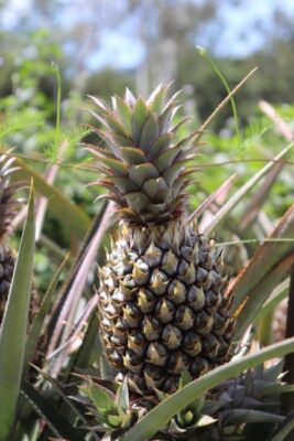 ananas