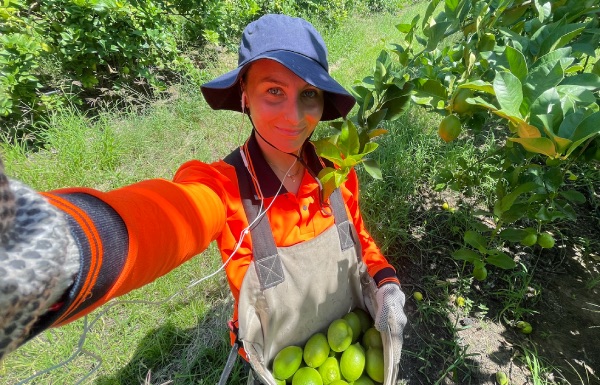 lemon picking