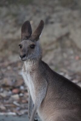 Cape Hillsborough