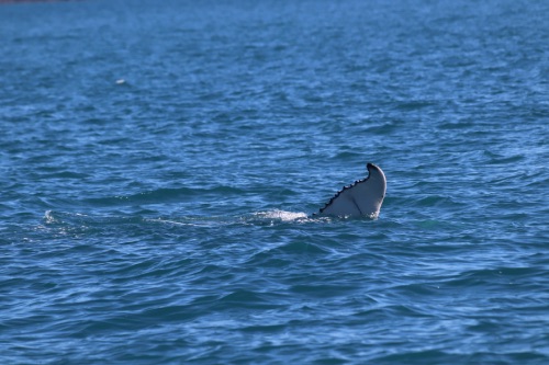 baleine whitsundays