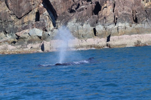 baleine whitsundays