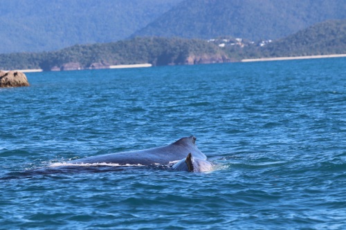 baleine whitsundays