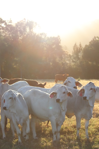 cattle camp