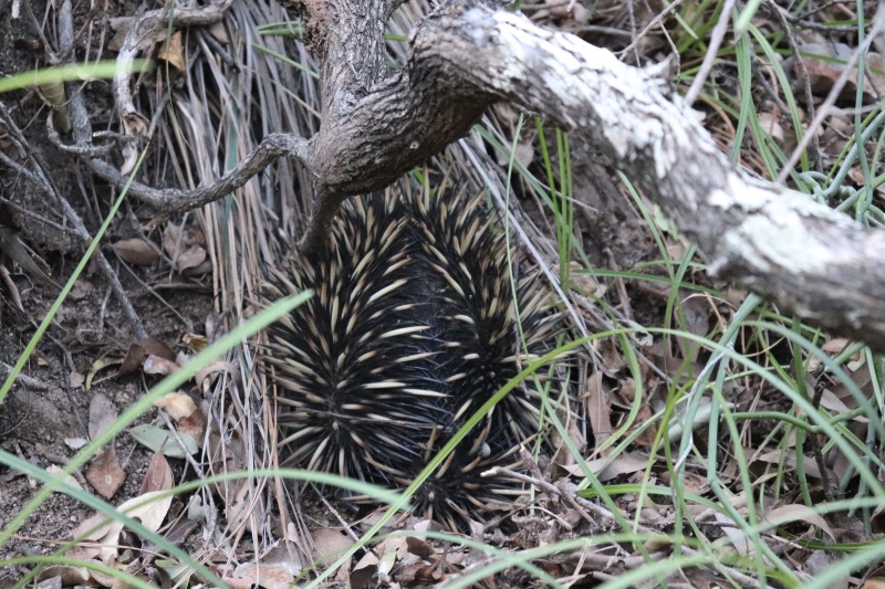 échidna magnetic island