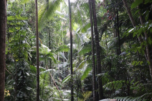 finch hatton gorge