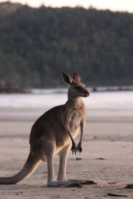 Cape Hillsborough