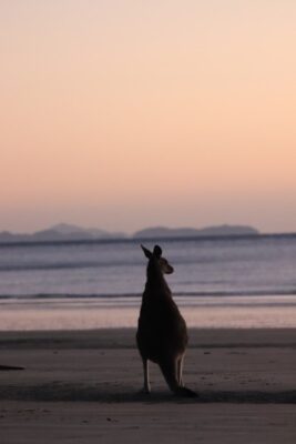 Cape Hillsborough