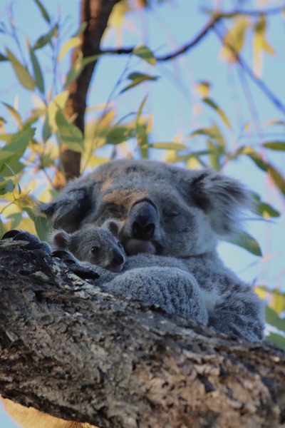 koalas magnetic island