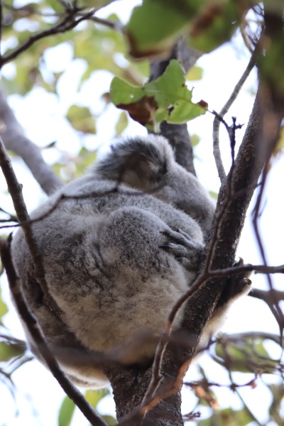 koalas magnetic island