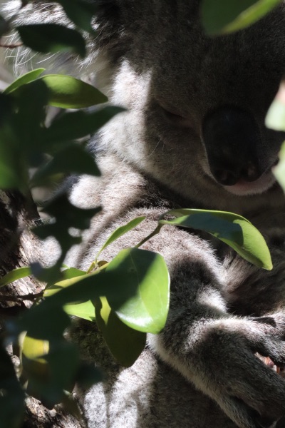 koalas magnetic island