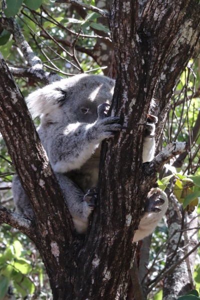 koalas magnetic island