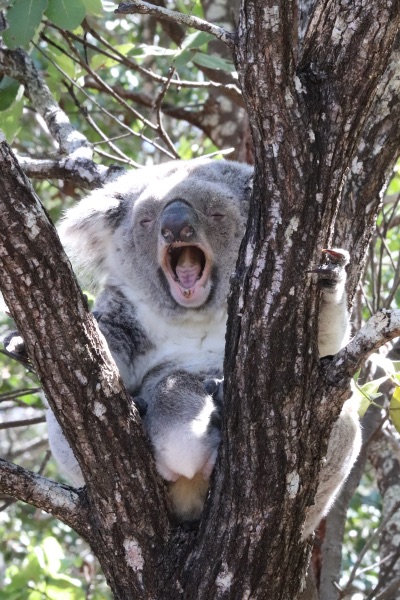 koalas magnetic island