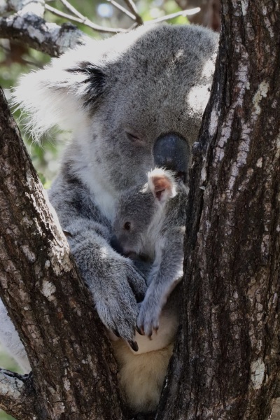 koalas magnetic island