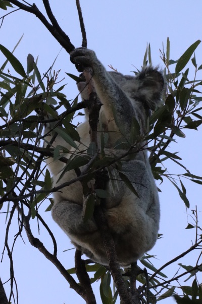 koalas magnetic island