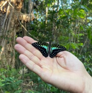 daintree