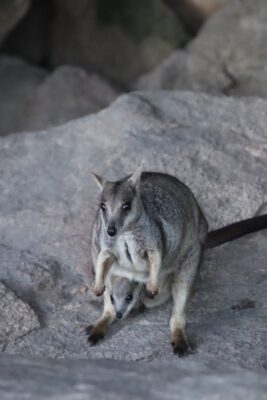 rock wallabies magnetic island