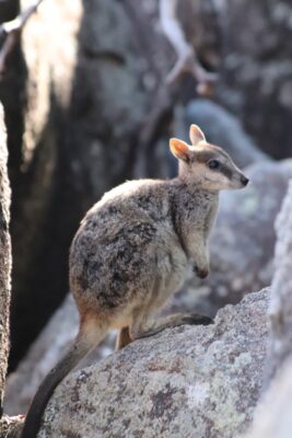 rock wallabies magnetic island